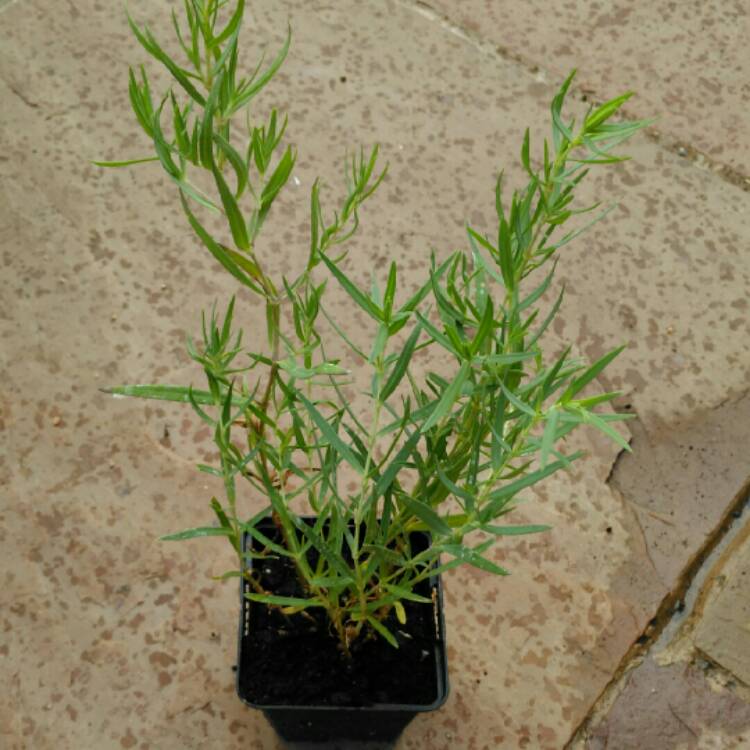 plant image 800119