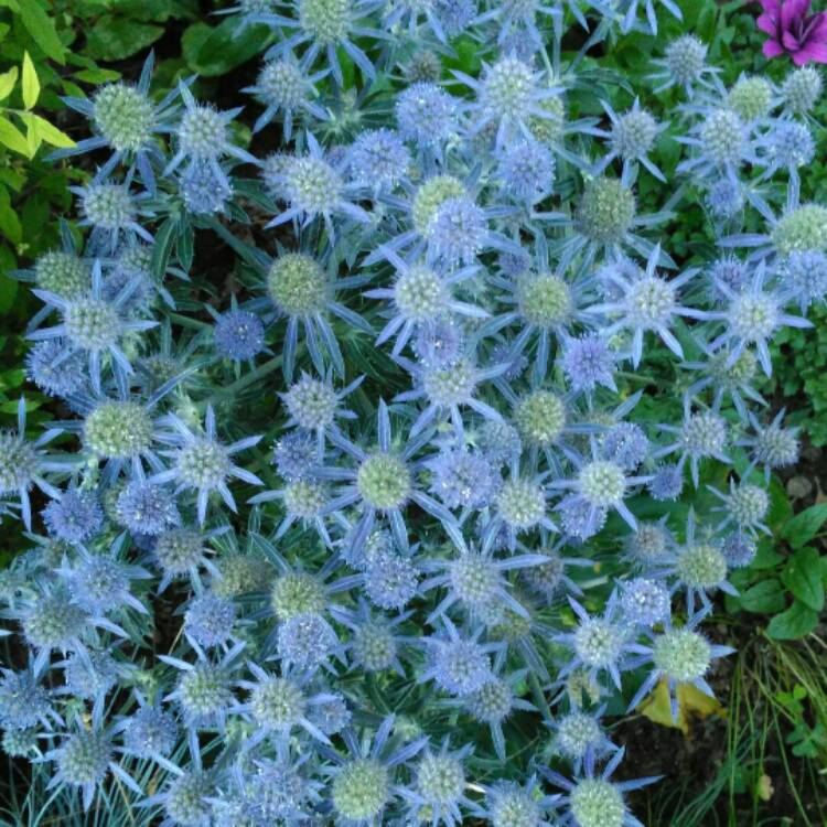 Plant image Eryngium planum 'Blue Hobbit'
