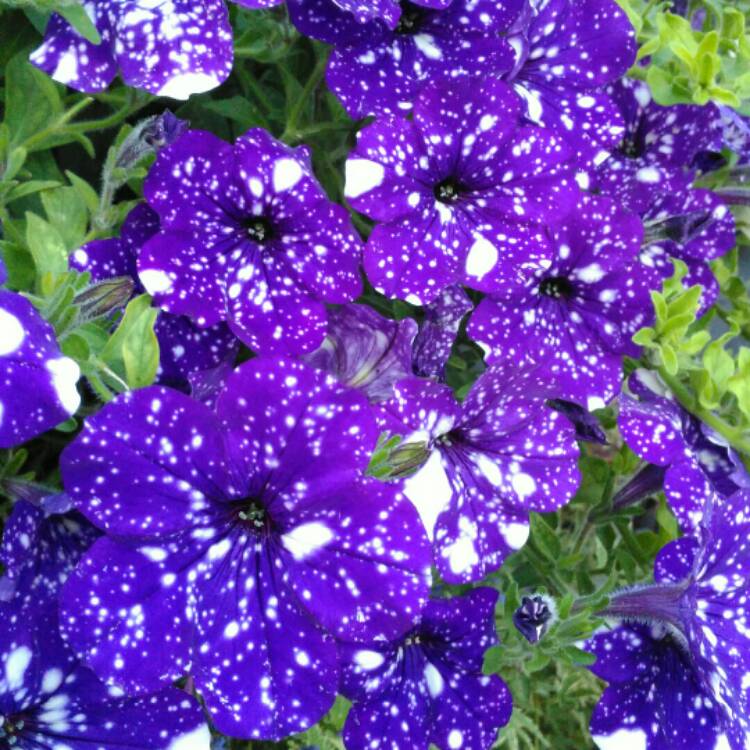 plant image 806266
