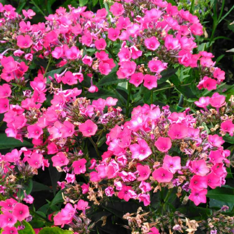 plant image 808207 plant image 808207
