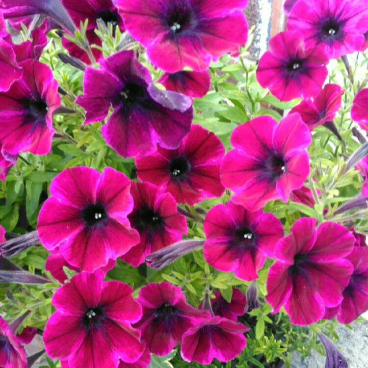 plant image 808209 plant image 808209