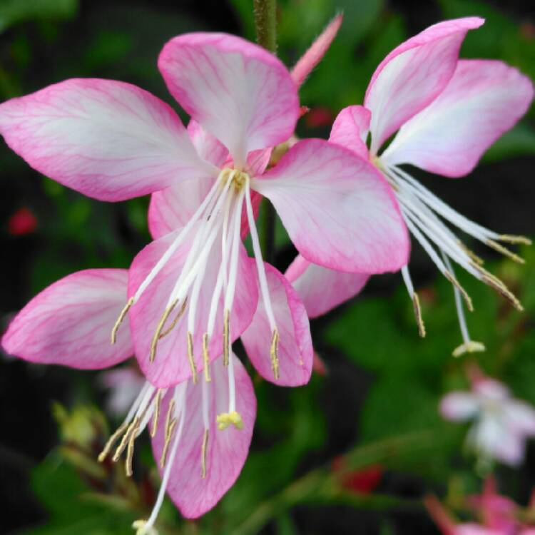 plant image 808212 plant image 808212