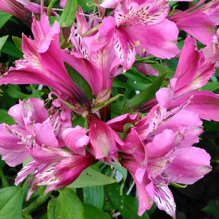 plant image 808214 plant image 808214