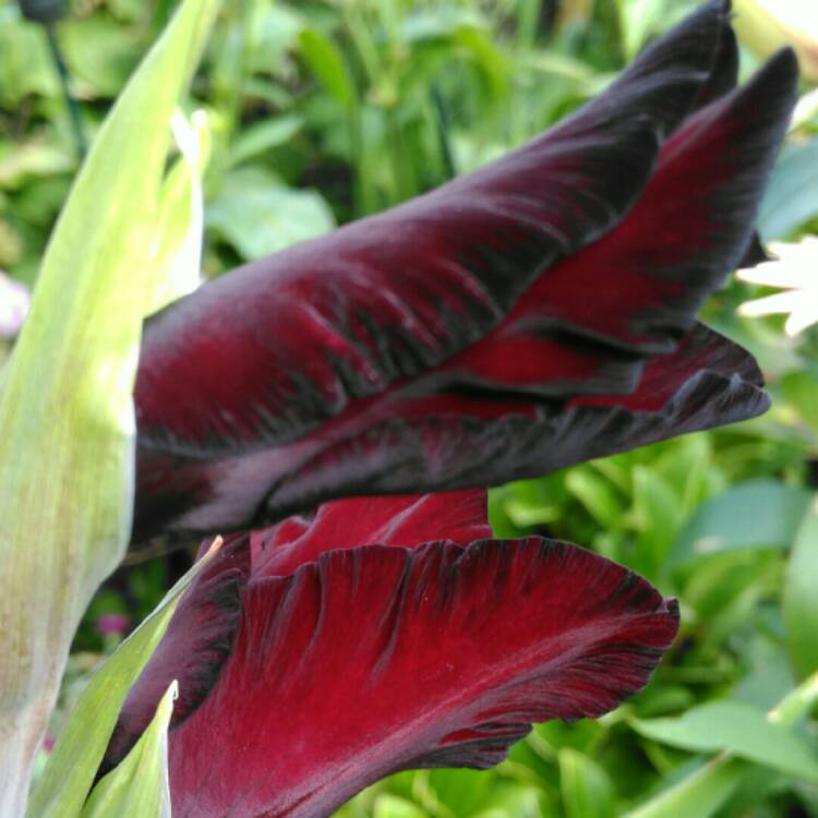 plant image 808223 plant image 808223