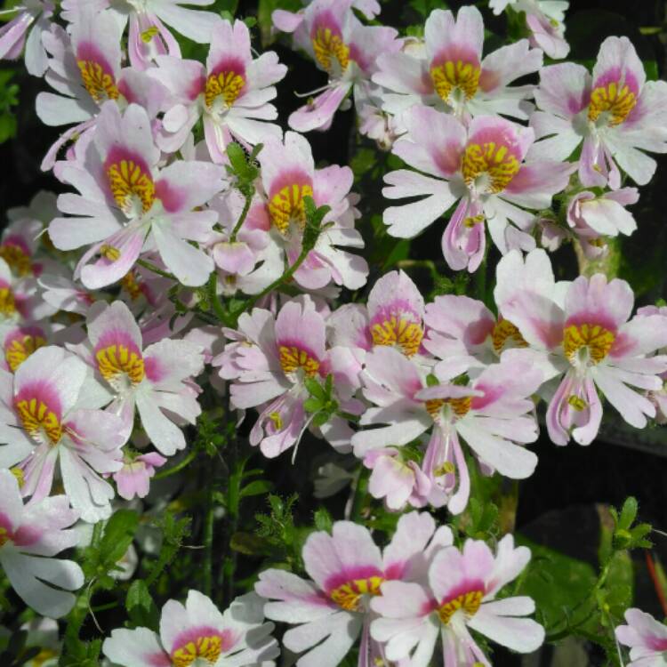 Plant image Schizanthus pinnatus 'Angel Wings'