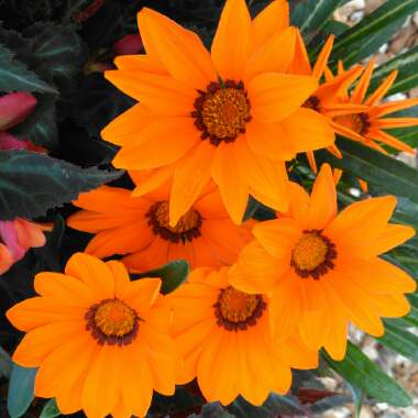 Gazania
