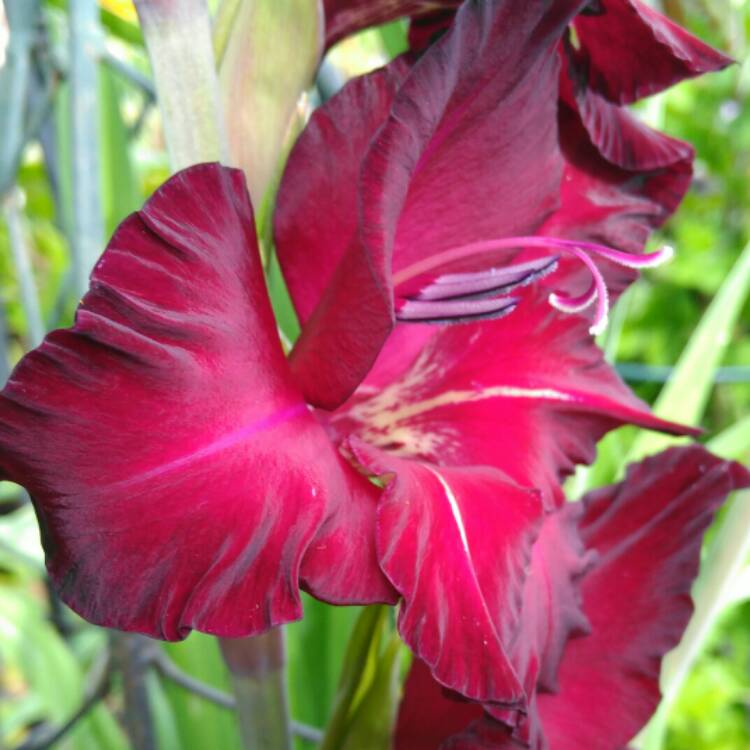 plant image 810467 plant image 810467