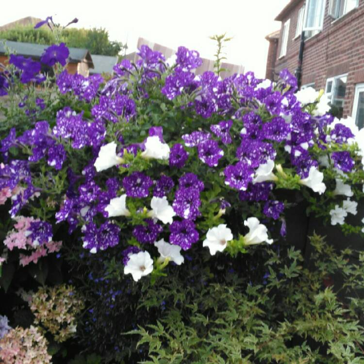 plant image 810471