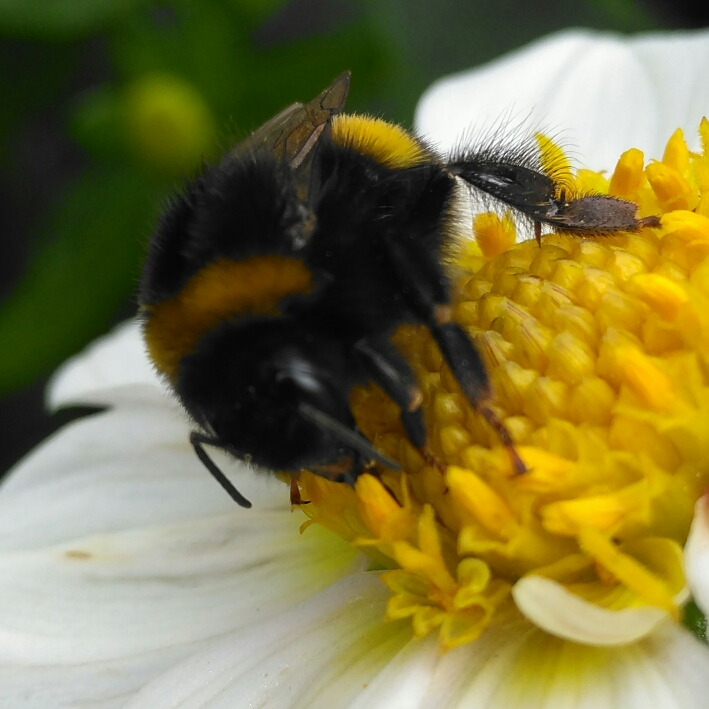 plant image 812394 plant image 812394