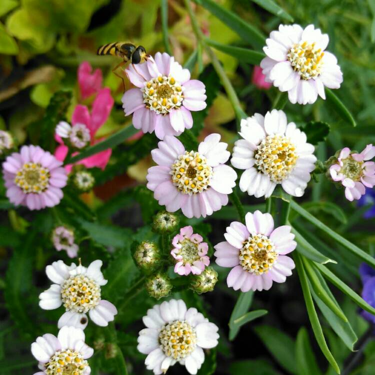 plant image 814921 plant image 814921