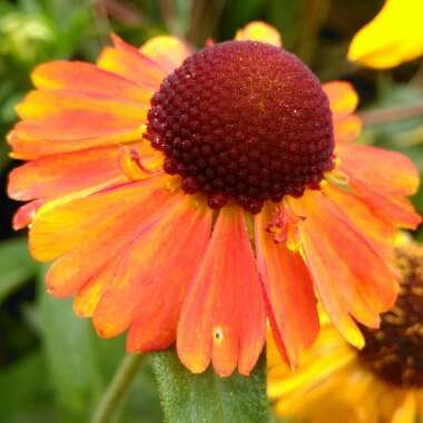 Helenium autumnale 'Short And Sassy'