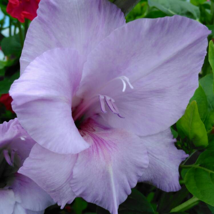 plant image 821444