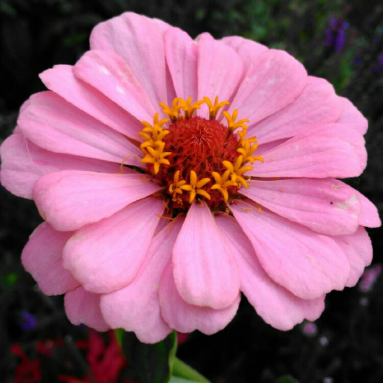 plant image 824522