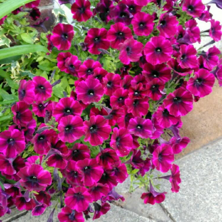 plant image 824525 plant image 824525