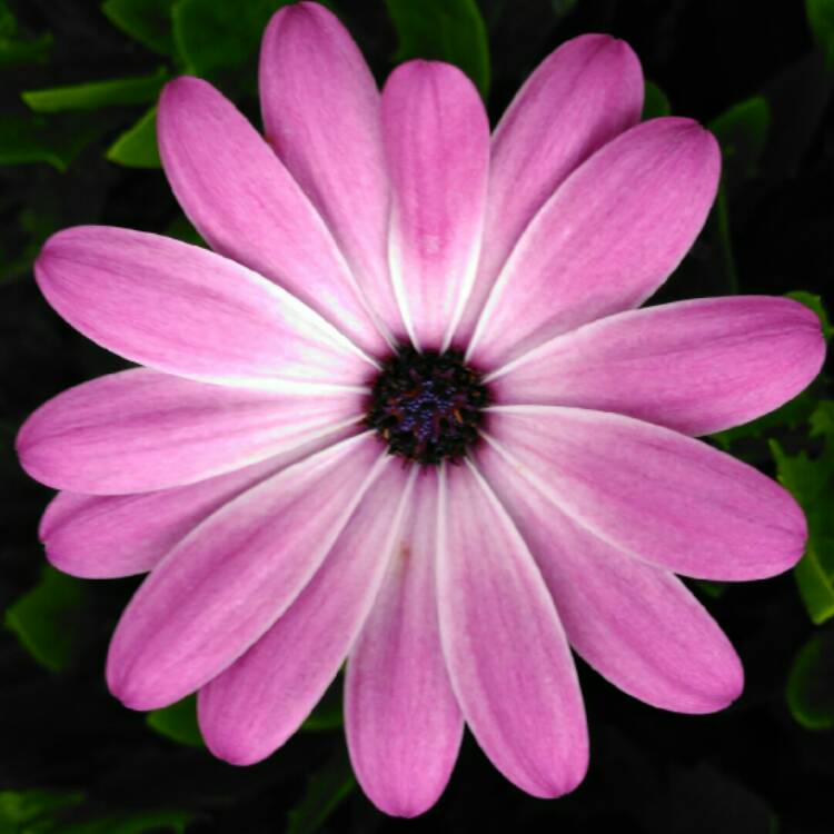 plant image 824526 plant image 824526
