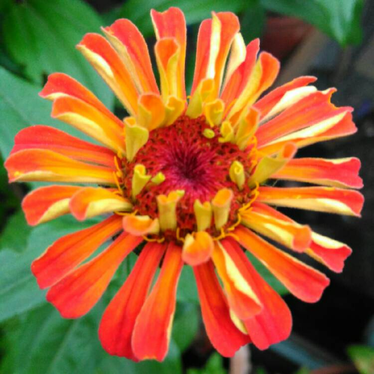 Plant image Zinnia elegans 'Orange King'