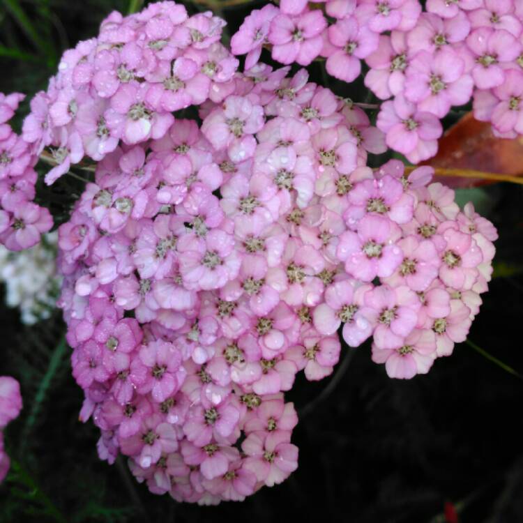 plant image 825430 plant image 825430