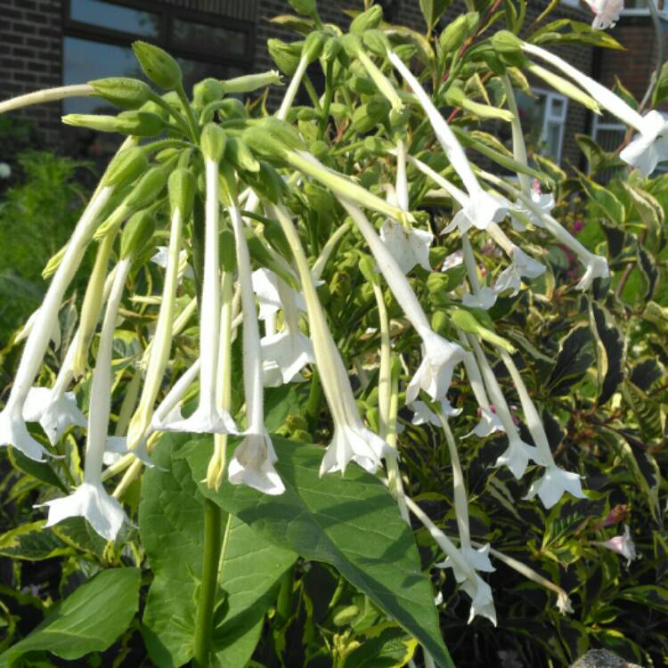 plant image 825455 plant image 825455