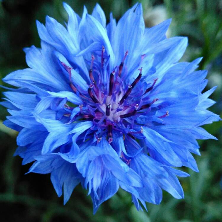 plant image 825459 plant image 825459
