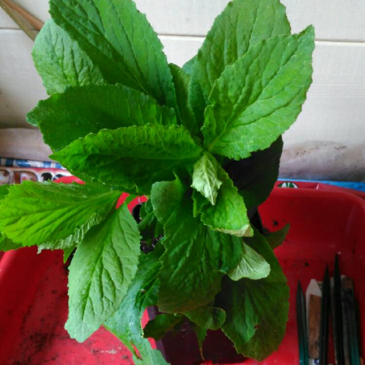 plant image 827476 plant image 827476