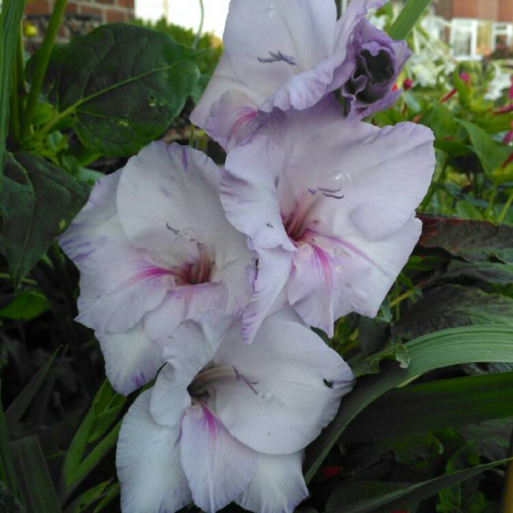 plant image 833480