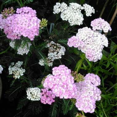 Achillea millefolium 'Apple Blossom'