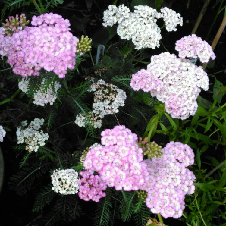 plant image 834569 plant image 834569