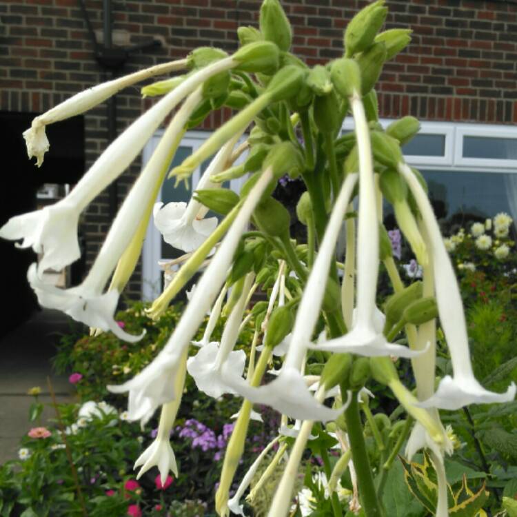 plant image 839199 plant image 839199