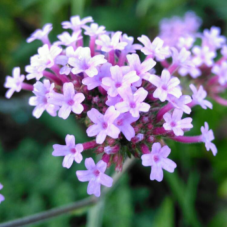 plant image 839203