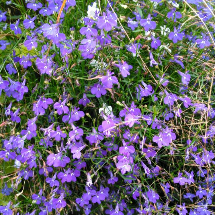 Plant image Lobelia erinus 'Cascade Mixed' (Mix)