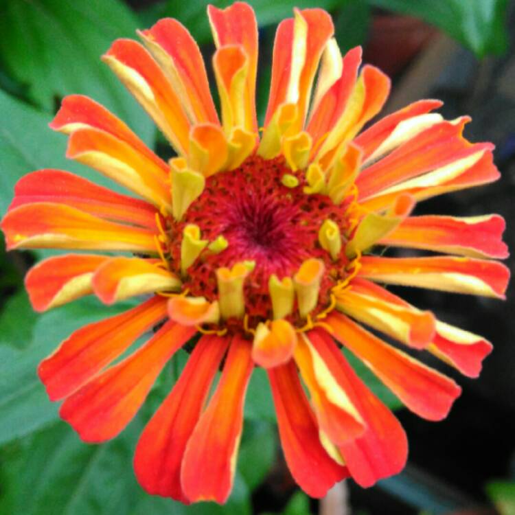 plant image 839210