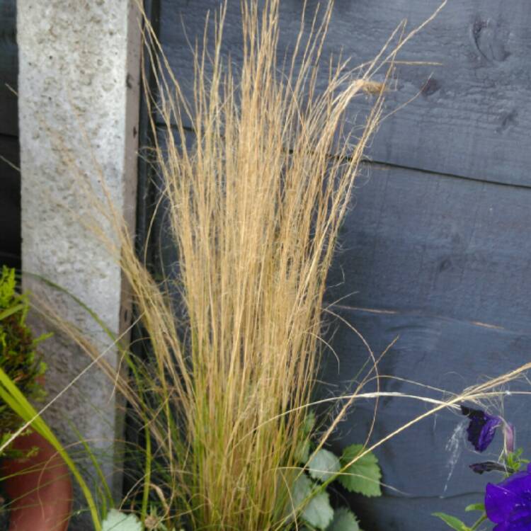 plant image 840977 plant image 840977