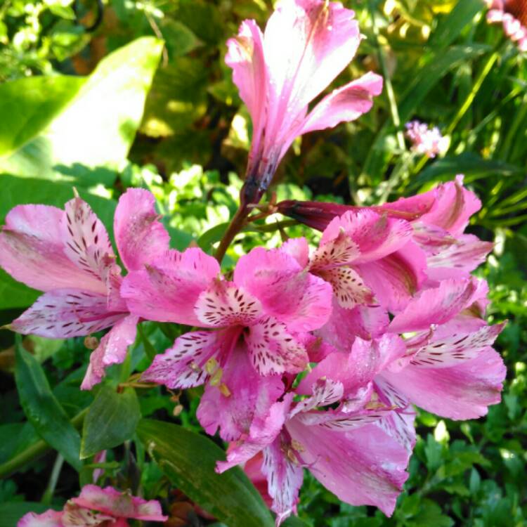 plant image 841791 plant image 841791