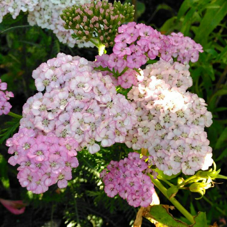 plant image 841793 plant image 841793