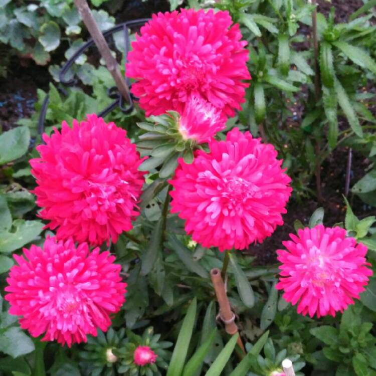 plant image 844155 plant image 844155