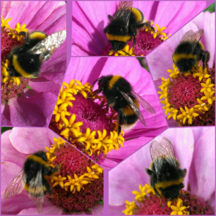 plant image 846541