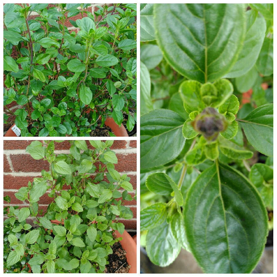 plant image 84808 plant image 84808