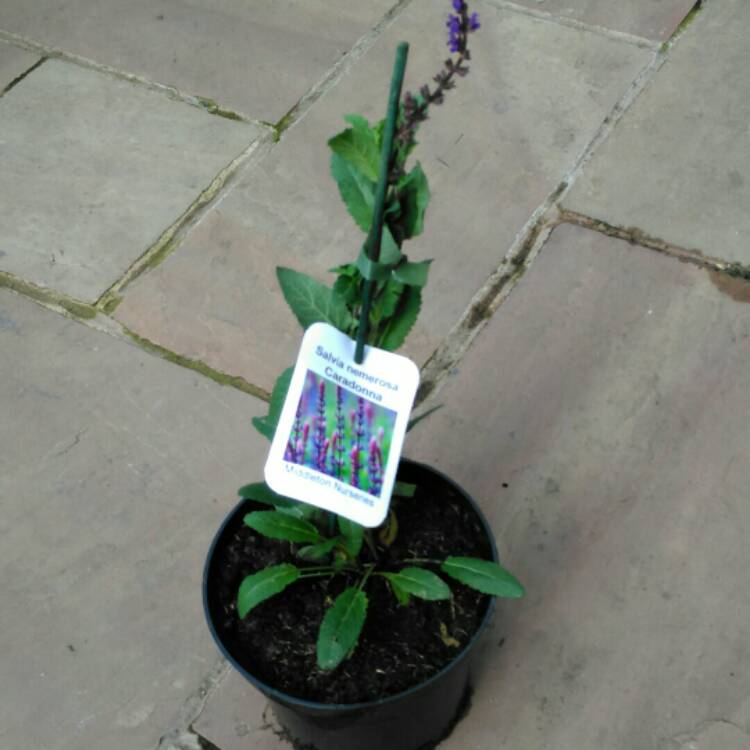 plant image 850581 plant image 850581