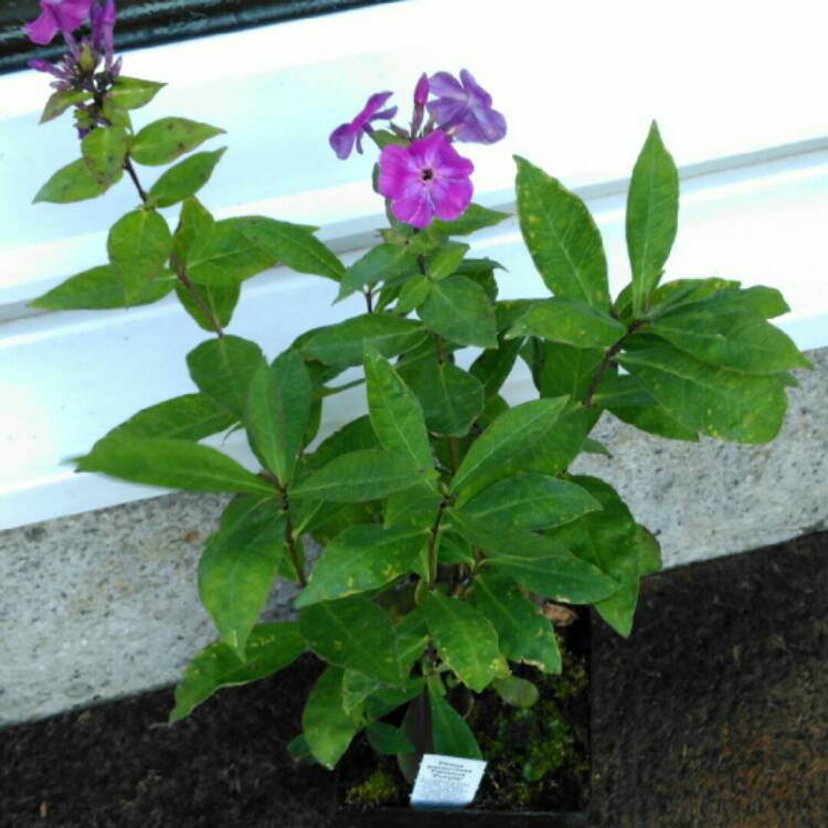 plant image 850648 plant image 850648