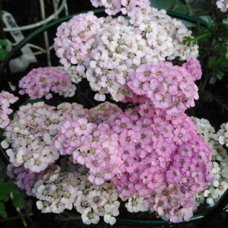 plant image 851790 plant image 851790