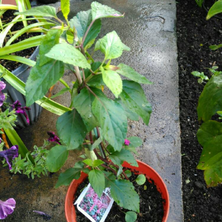 plant image 853293 plant image 853293