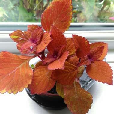 Plectranthus scutellarioides 'Chamaeleon'