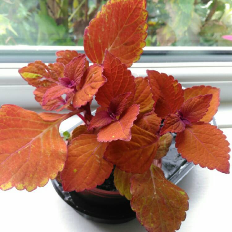 plant image 853364