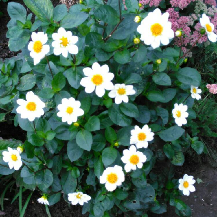 plant image 853936 plant image 853936