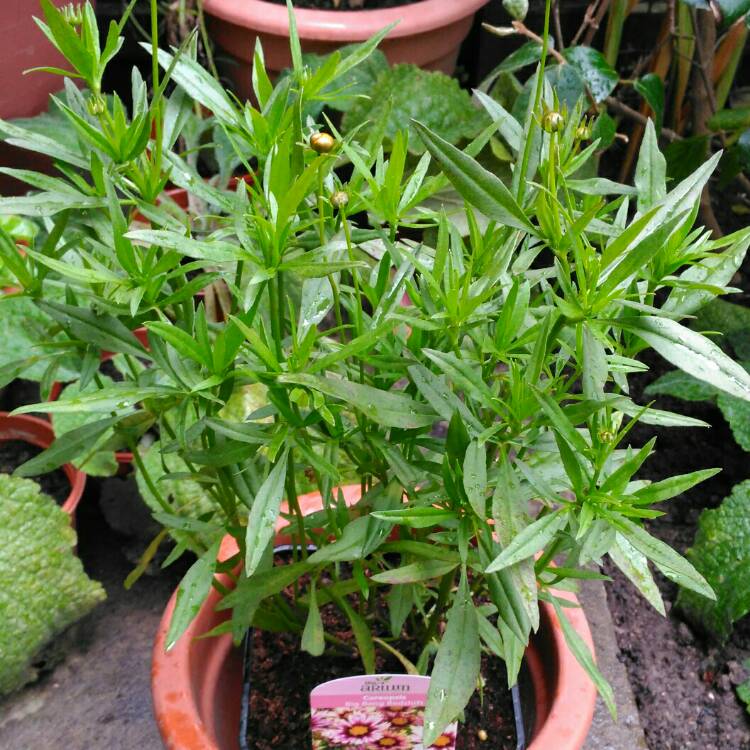 plant image 855134 plant image 855134