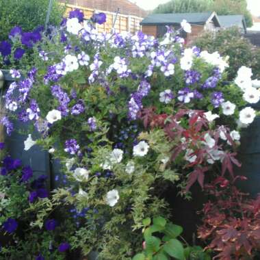 Petunia 'Kleph15313' syn. Petunia 'Night Sky', Petunia 'Headliner Night Sky'