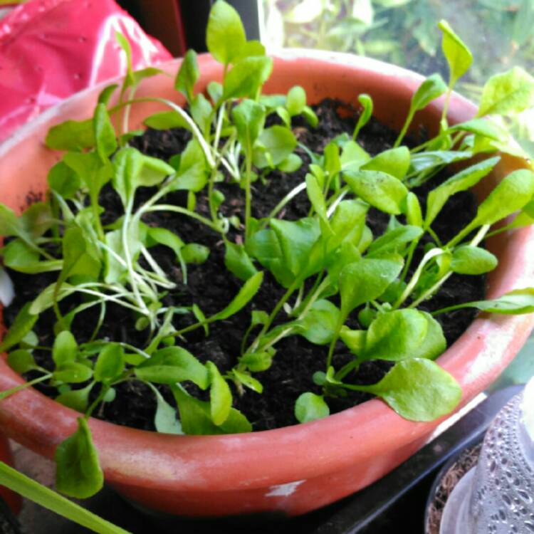 plant image 856646