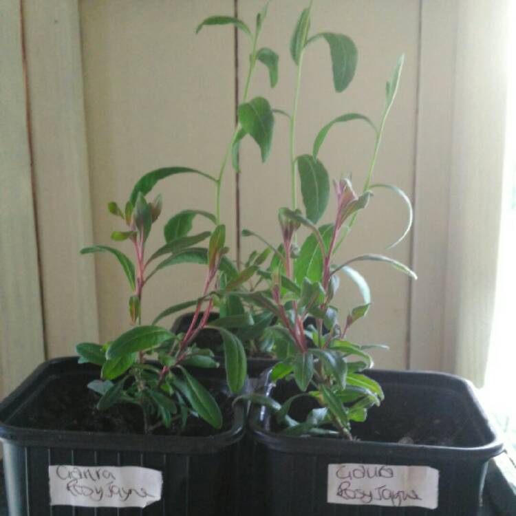 plant image 856649 plant image 856649