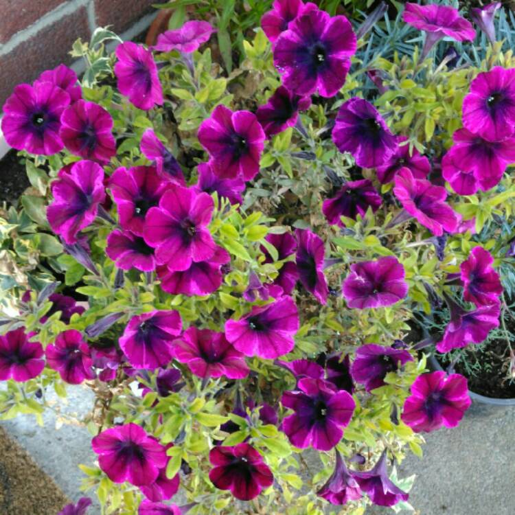Plant image Petunia 'Johnny Flame'