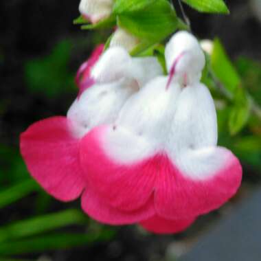 Salvia 'Hot Lips' syn. Salvia x jamensis 'Hot Lips', Salvia microphylla 'Hot Lips'